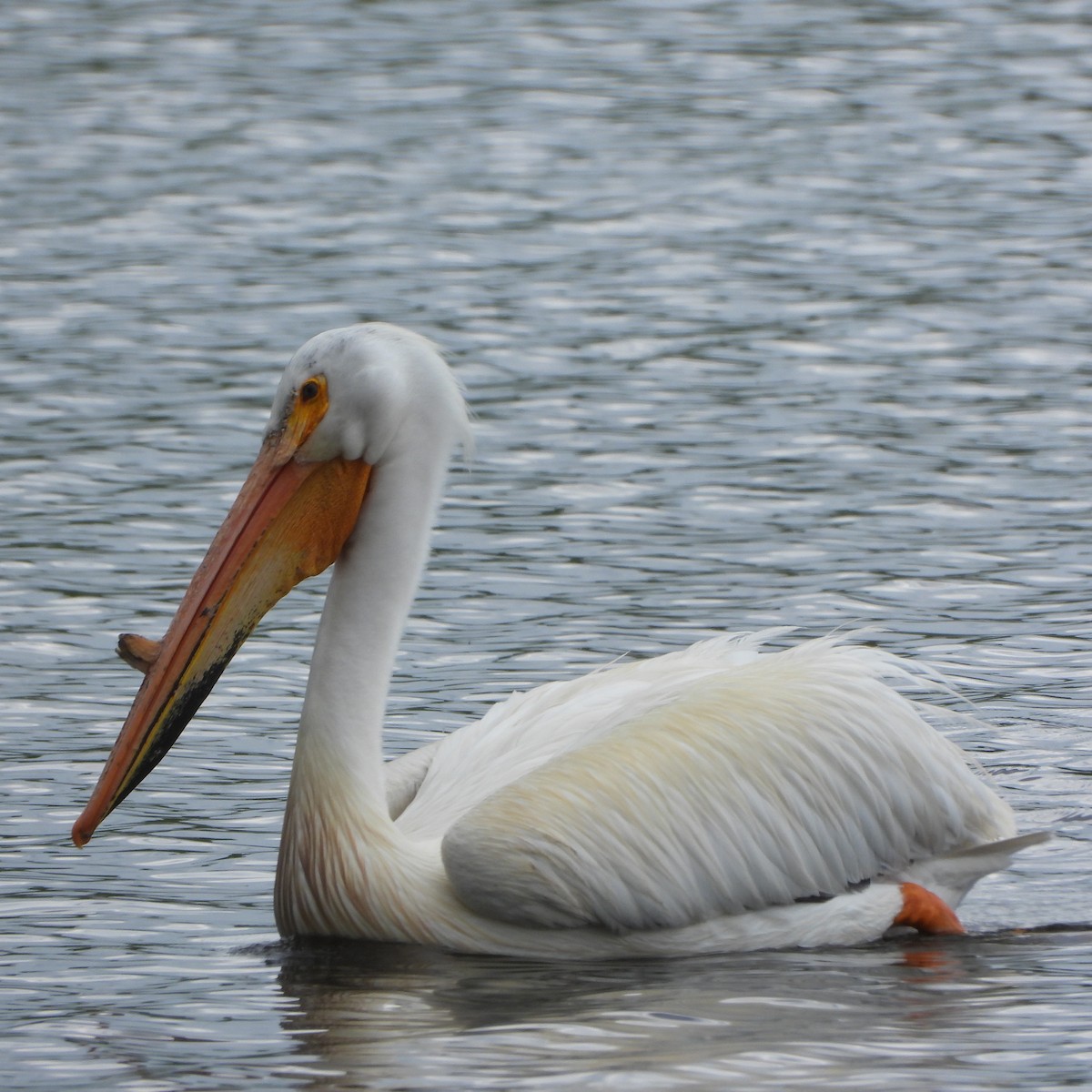 pelikán severoamerický - ML619934861