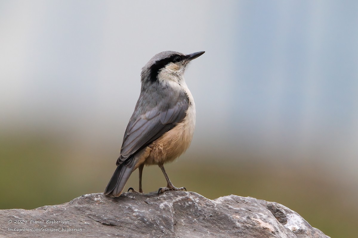 Eastern Rock Nuthatch - ML619934873