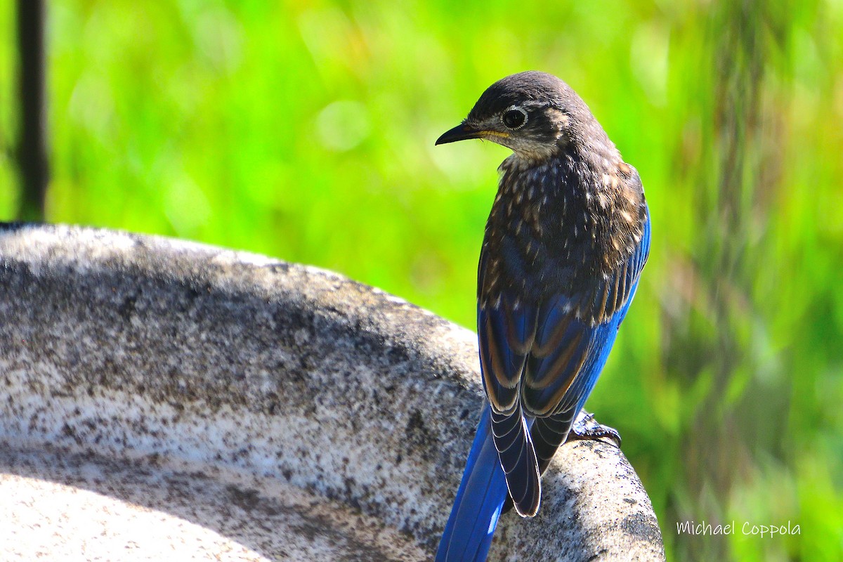 Eastern Bluebird - ML619934876