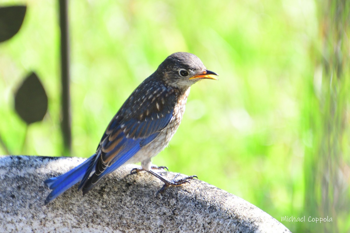 Eastern Bluebird - ML619934877