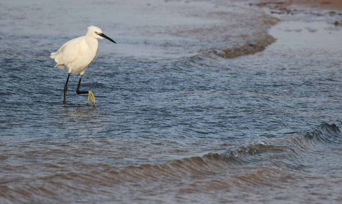 Little Egret - ML619934893