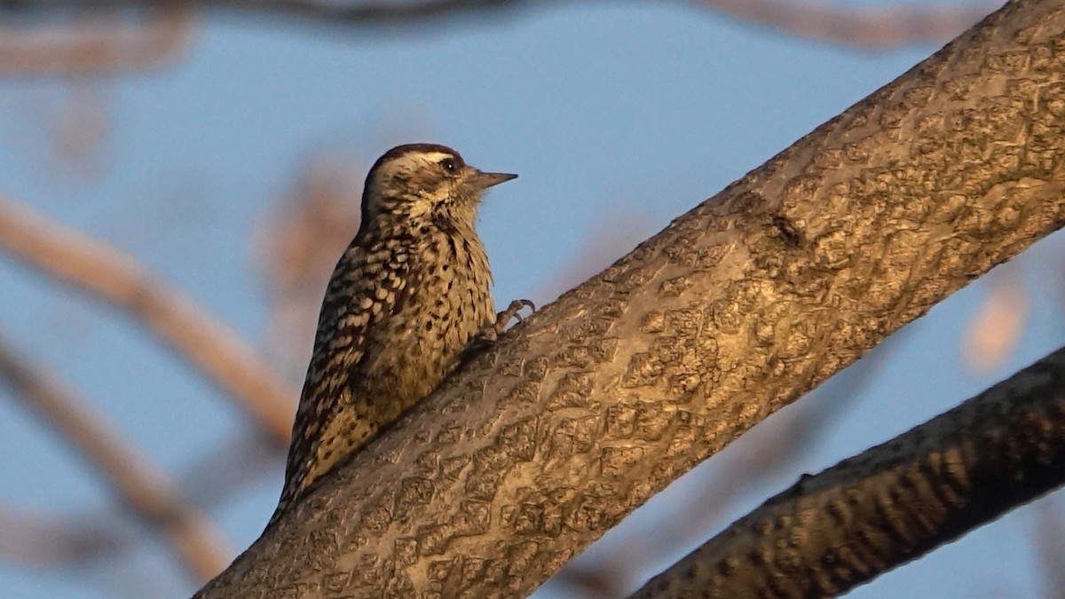 Checkered Woodpecker - ML619934895