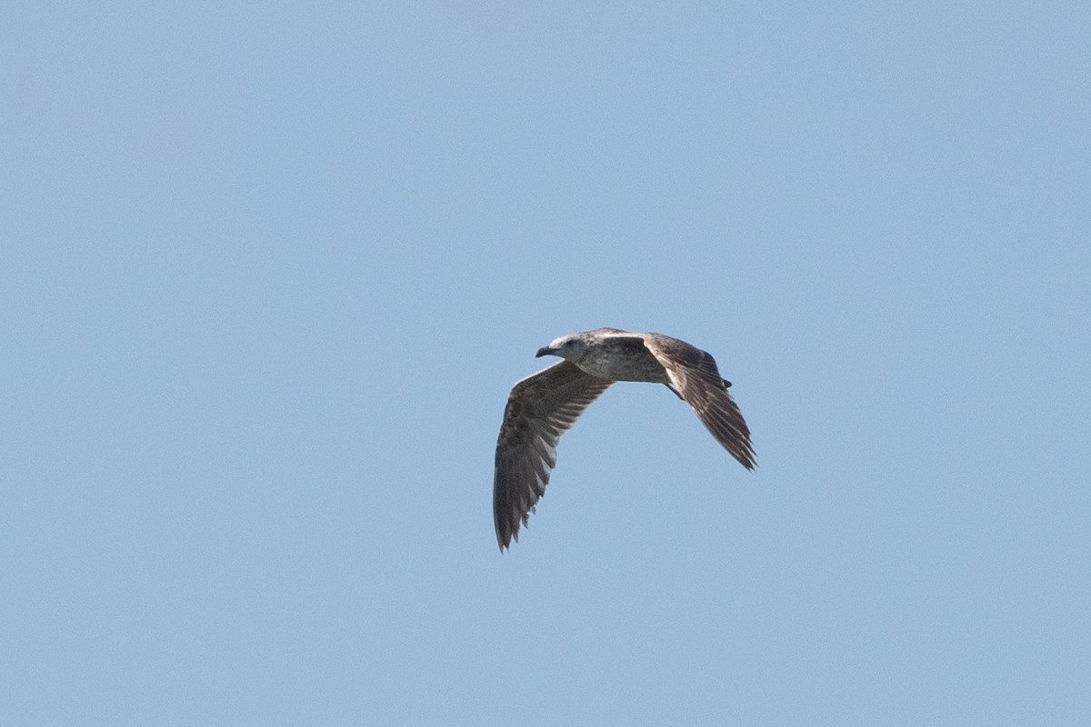 Lesser Black-backed Gull (graellsii) - ML619934902