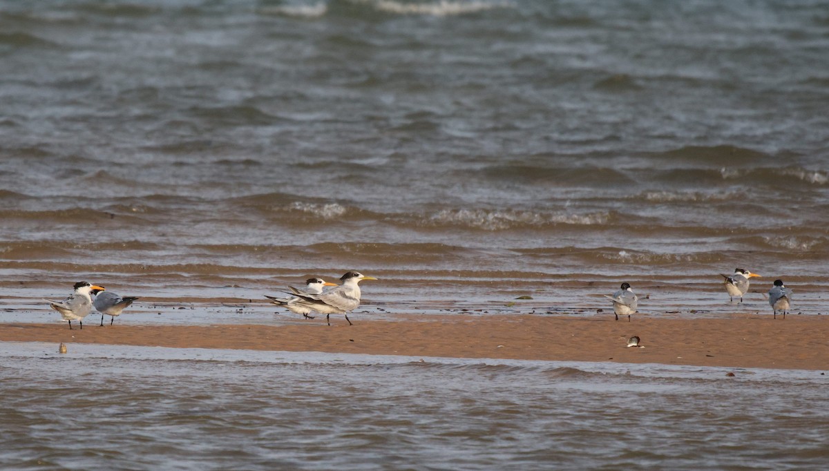 Great Crested Tern - ML619934904