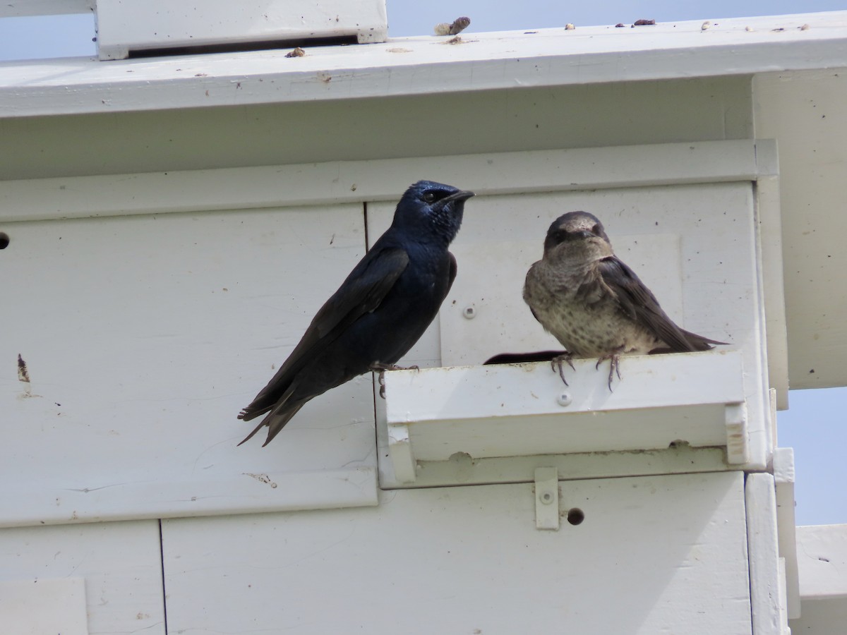 Purple Martin - ML619934917