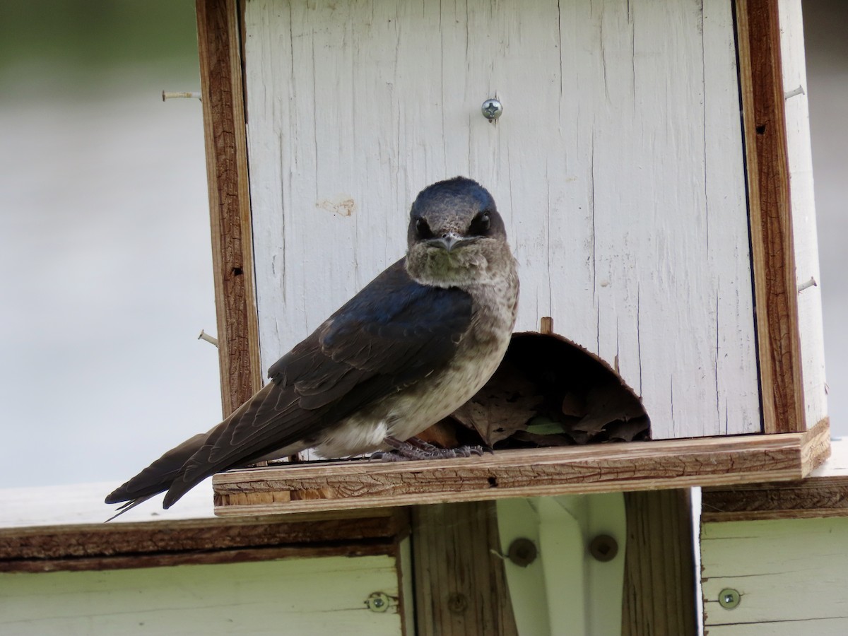 Golondrina Purpúrea - ML619934919