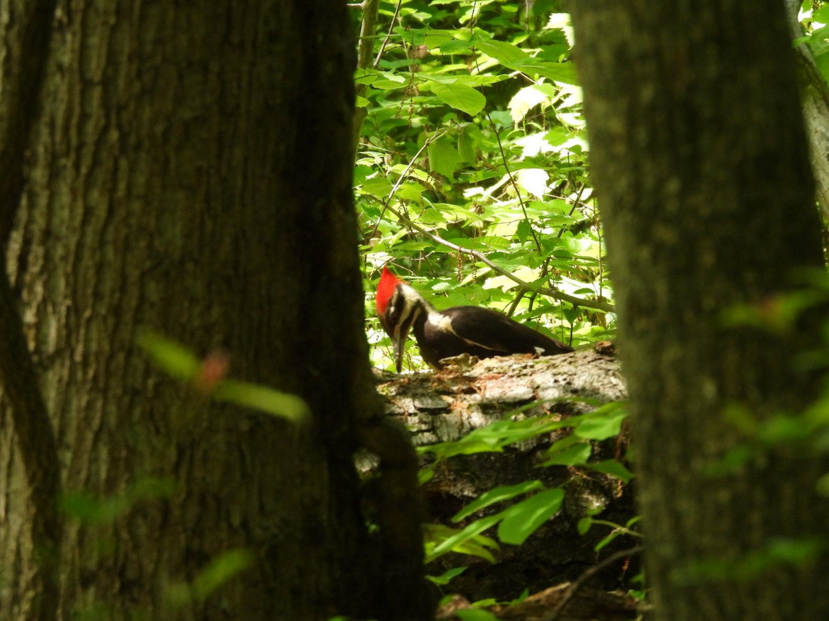 Pileated Woodpecker - ML619934927