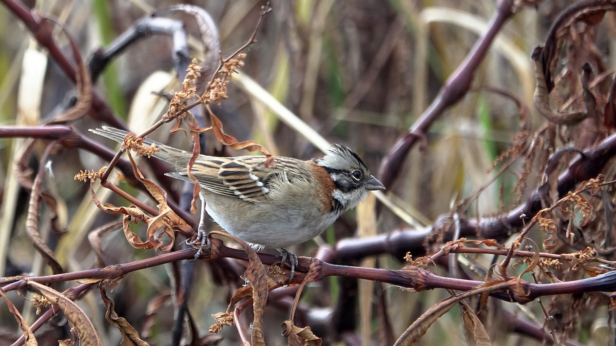 Rufous-collared Sparrow - ML619934929