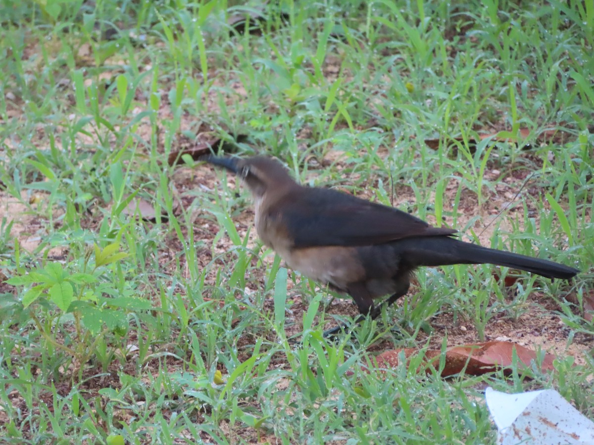 Great-tailed Grackle - ML619934945