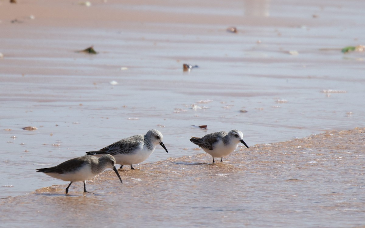 Bécasseau sanderling - ML619934951