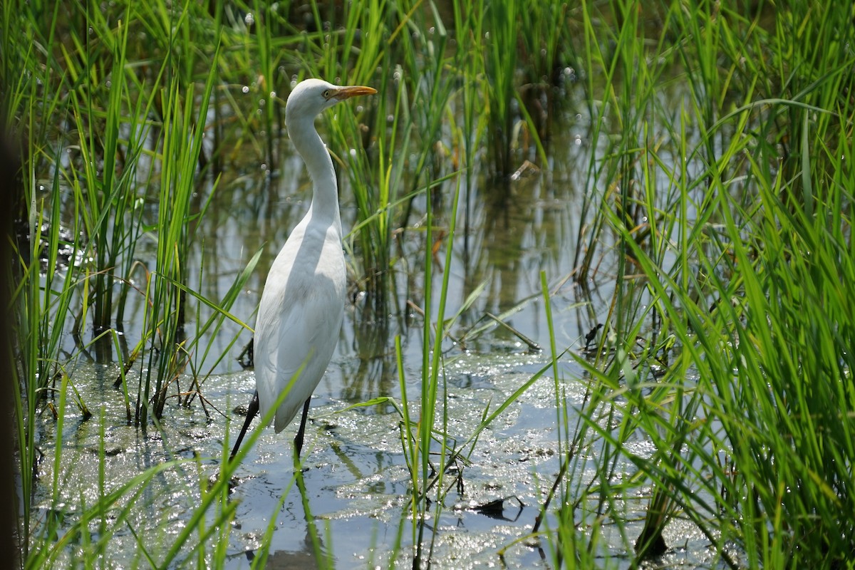 Medium Egret - Javier P