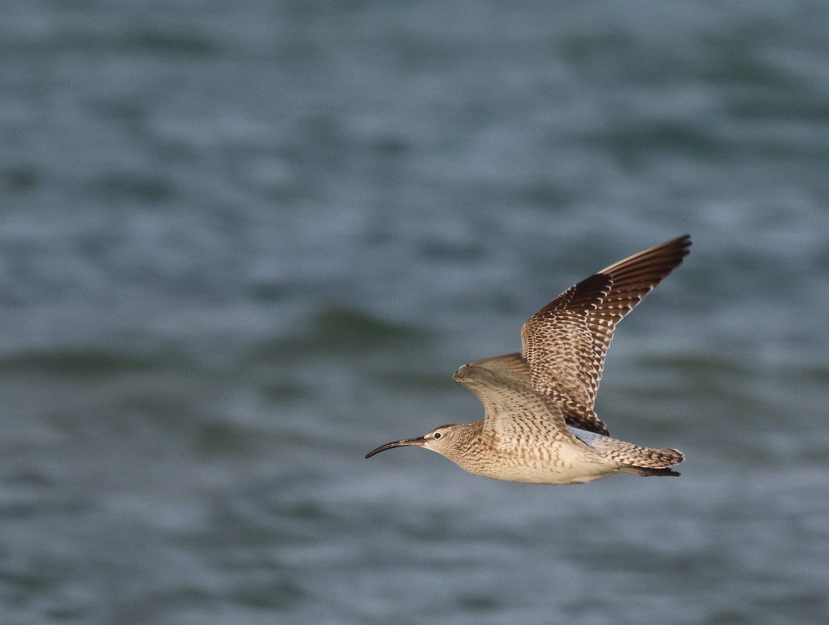 Regenbrachvogel (phaeopus) - ML619934981