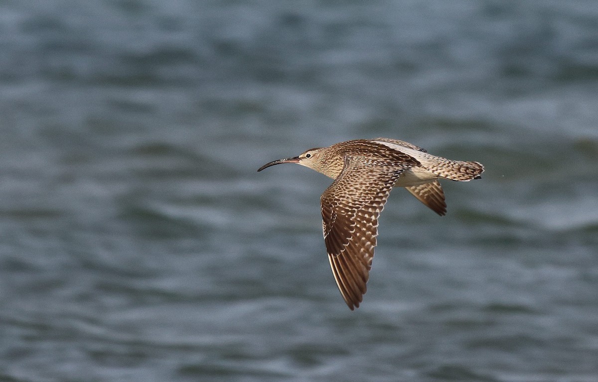 Courlis corlieu (phaeopus) - ML619934982