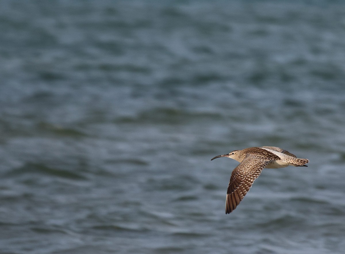 Regenbrachvogel (phaeopus) - ML619934983