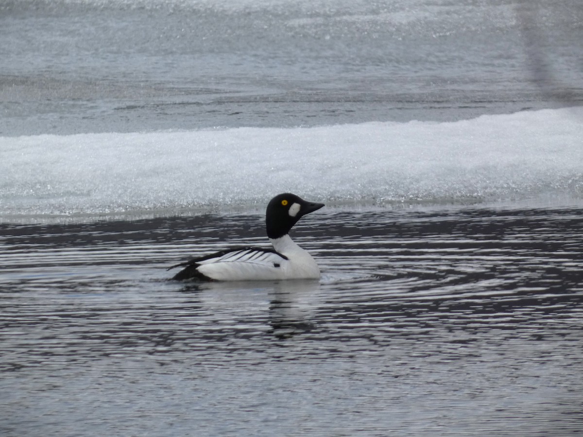 Common Goldeneye - ML619934986