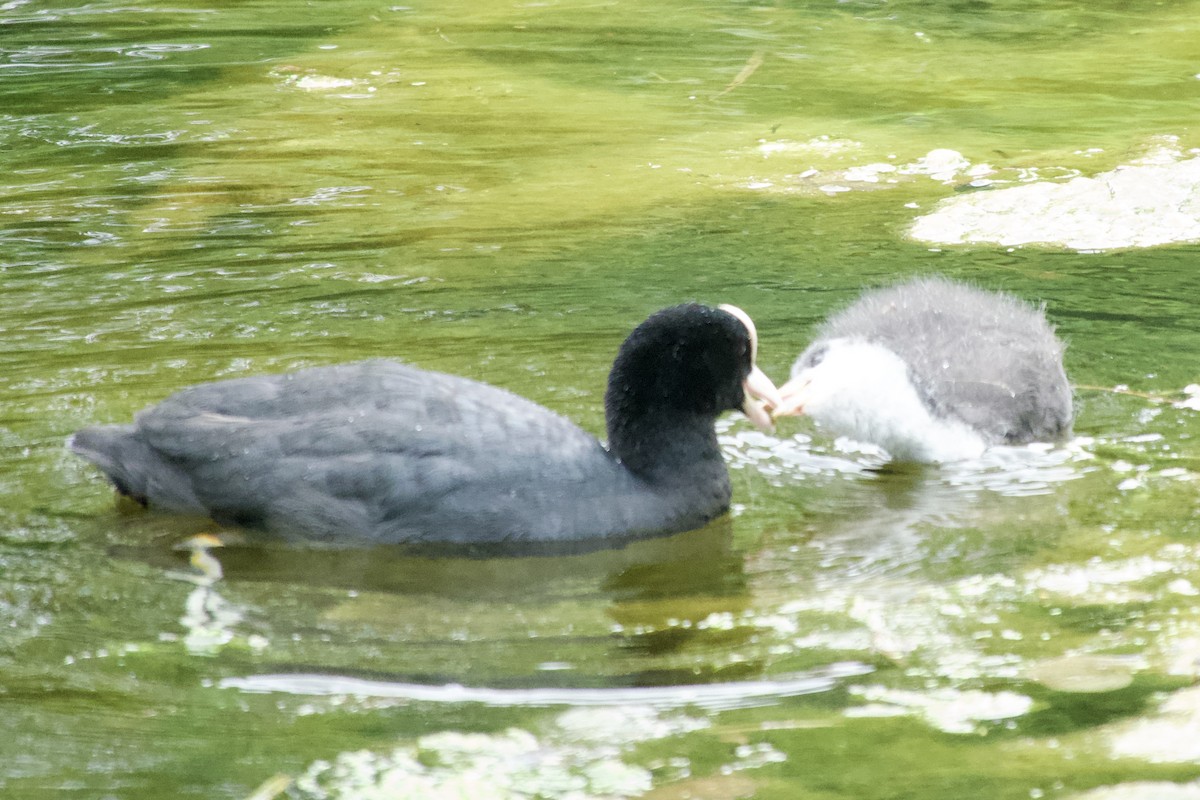 Eurasian Coot - ML619934991