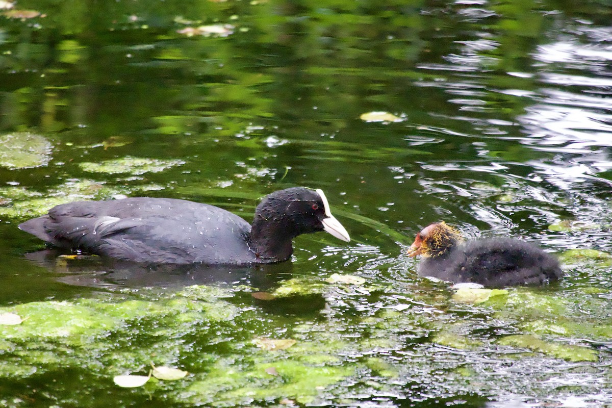 Eurasian Coot - ML619934993