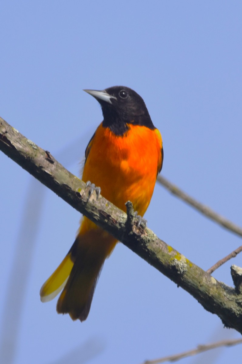 Baltimore Oriole - ML619934999