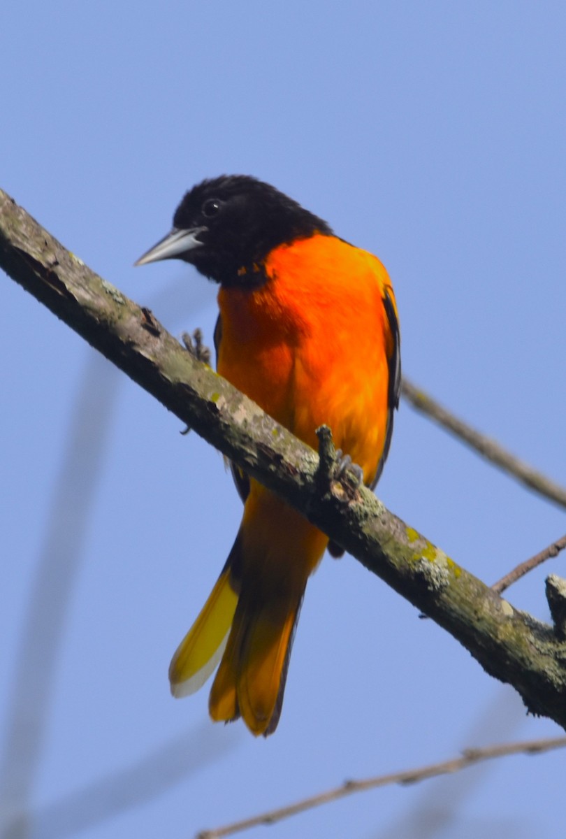 Oriole de Baltimore - ML619935000