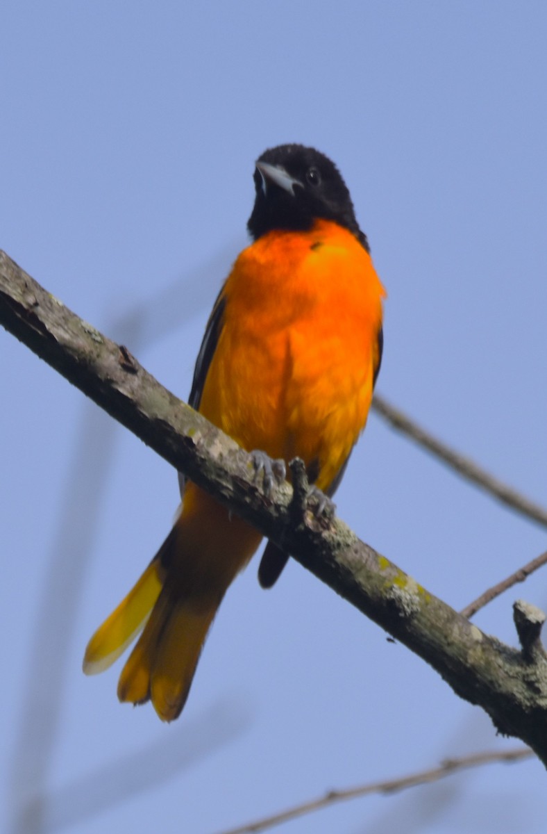 Baltimore Oriole - ML619935003