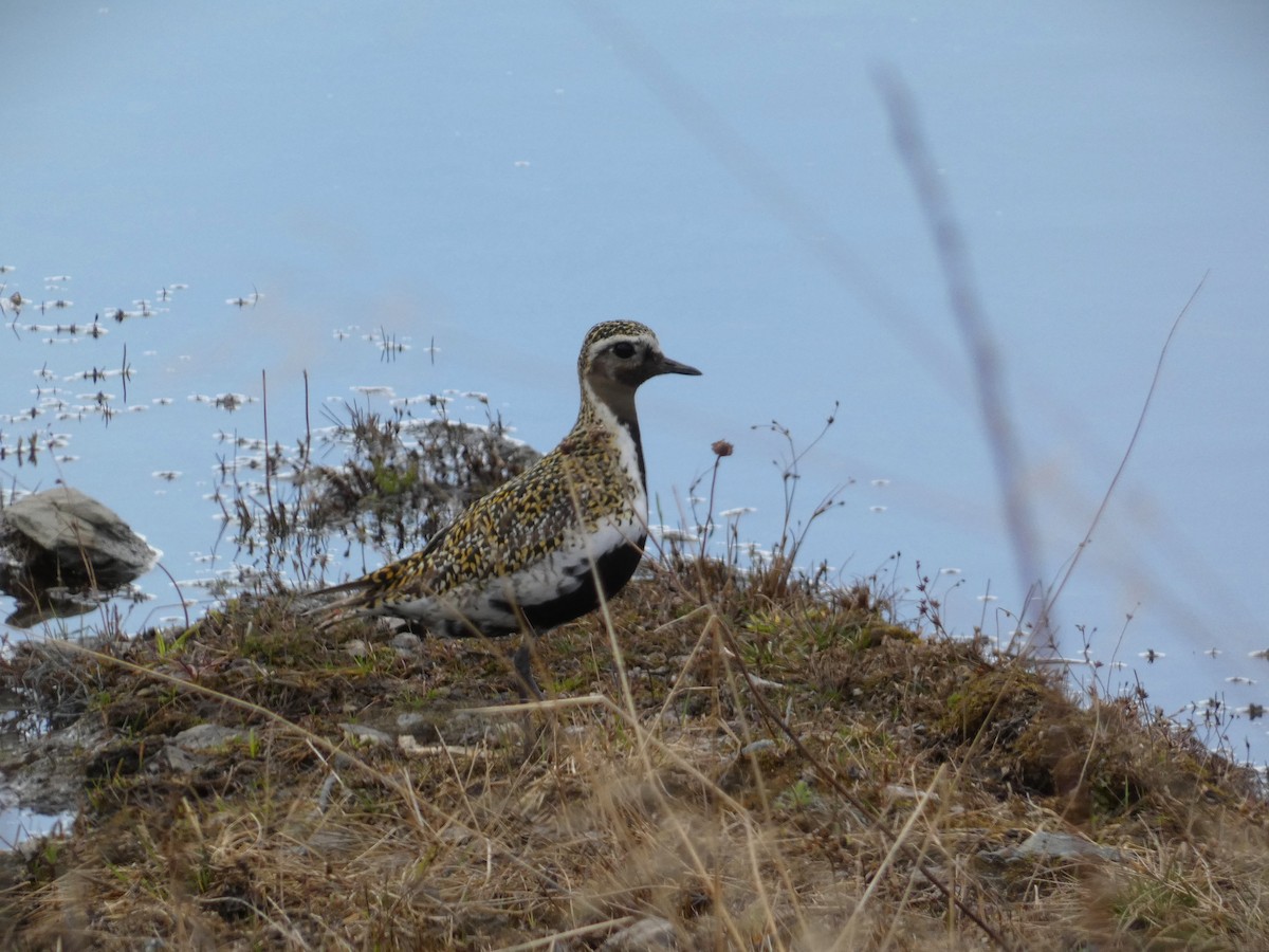 European Golden-Plover - ML619935015