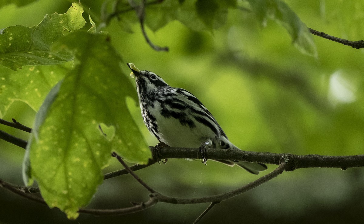 Black-and-white Warbler - ML619935020