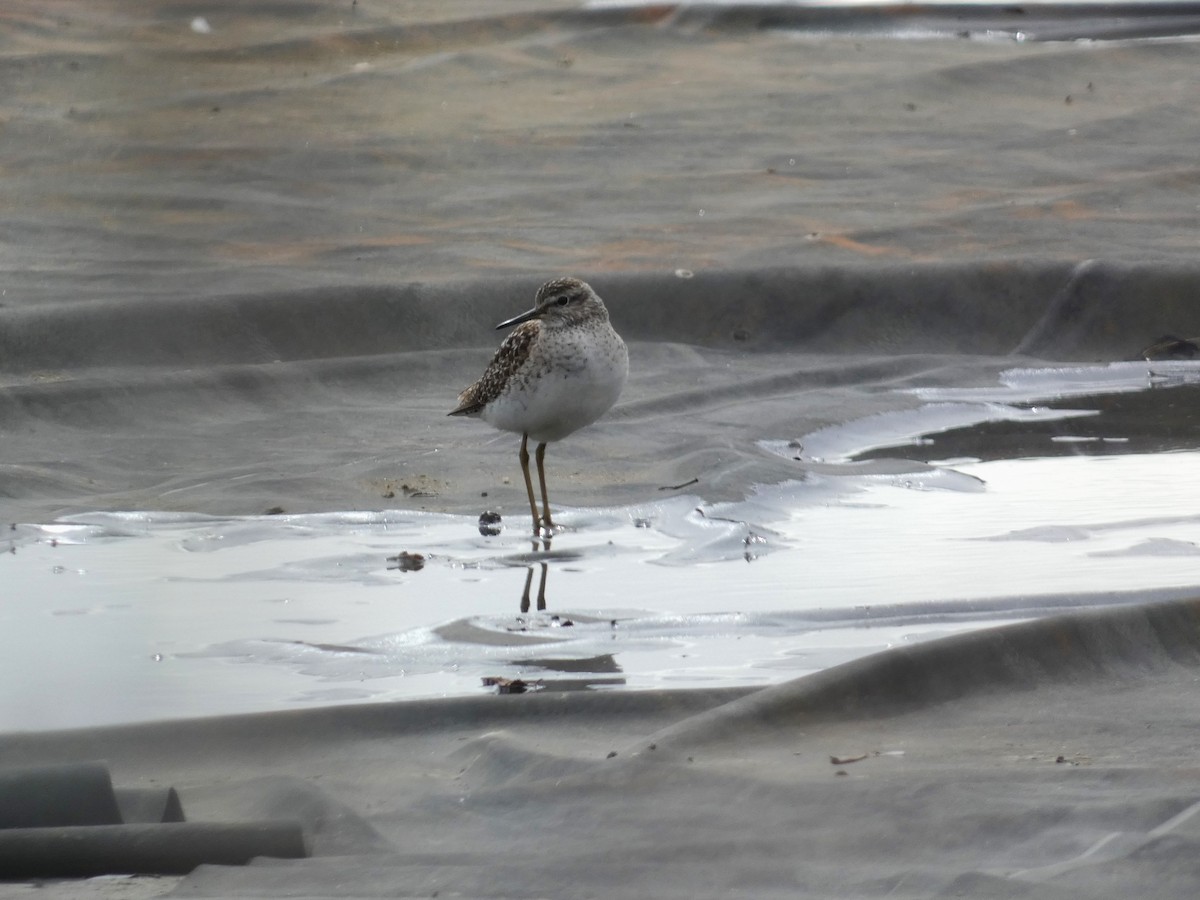 Wood Sandpiper - ML619935021