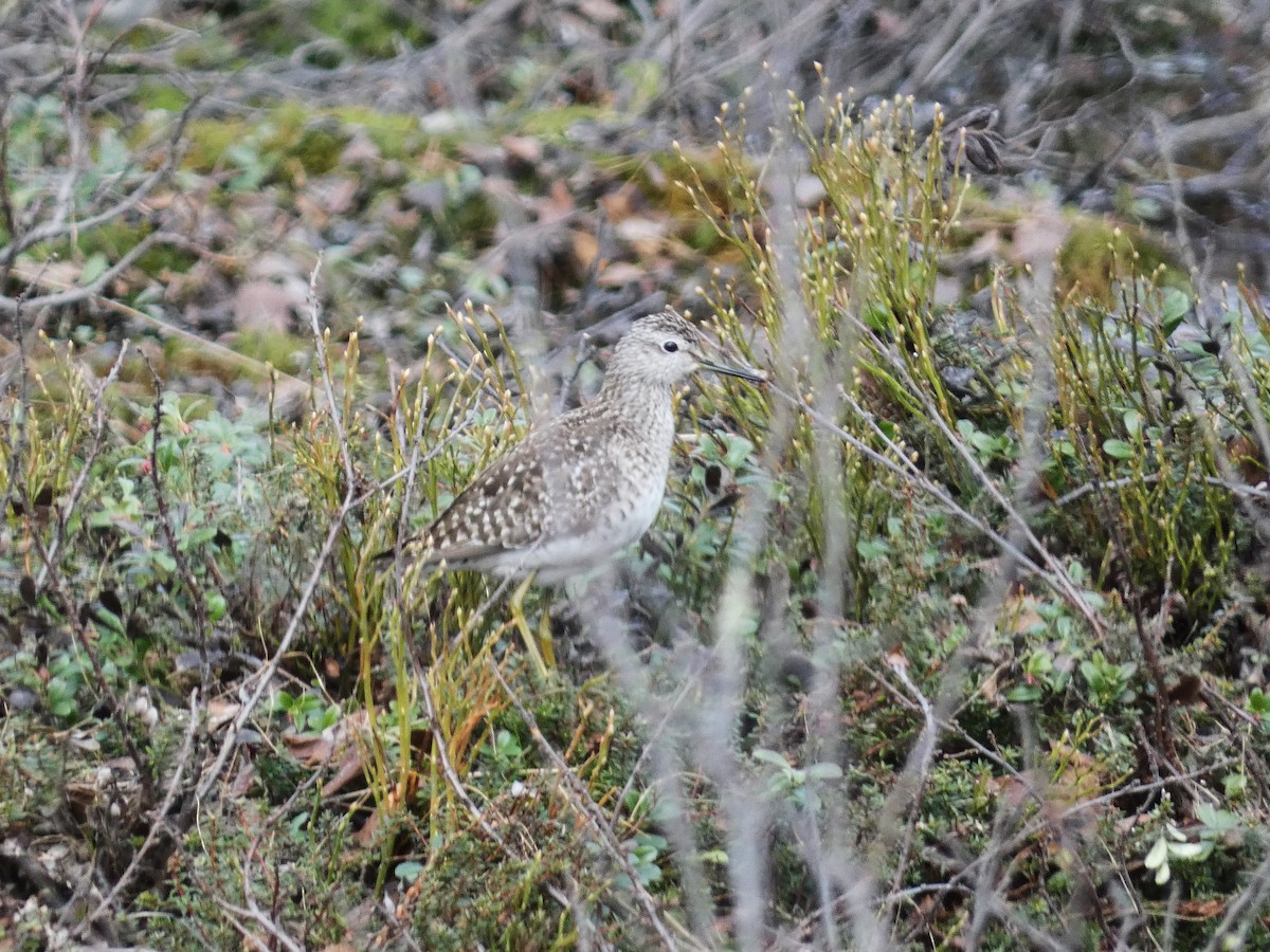 Andarríos Bastardo - ML619935022