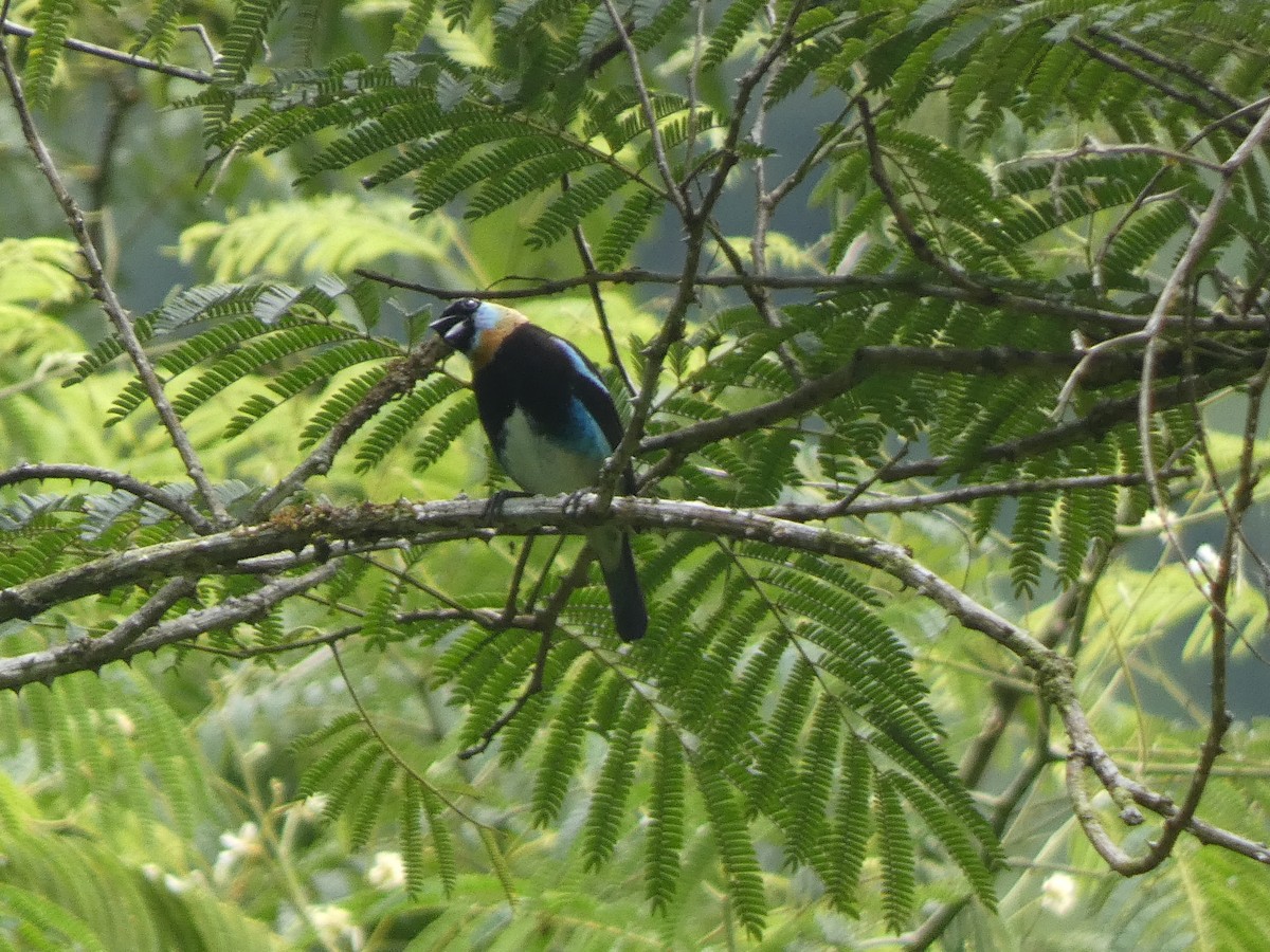 Golden-hooded Tanager - Andros Huff Gimbel