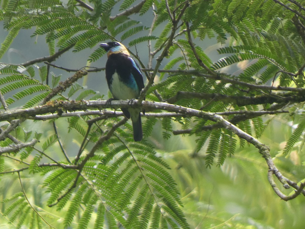 Golden-hooded Tanager - Andros Huff Gimbel