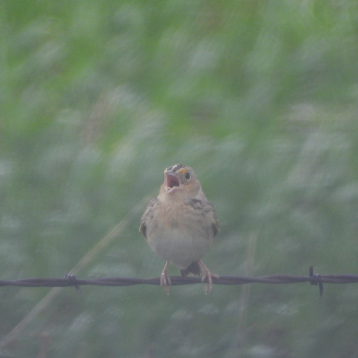 Grasshopper Sparrow - ML619935057