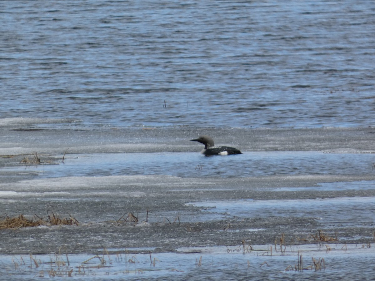 Arctic Loon - ML619935064