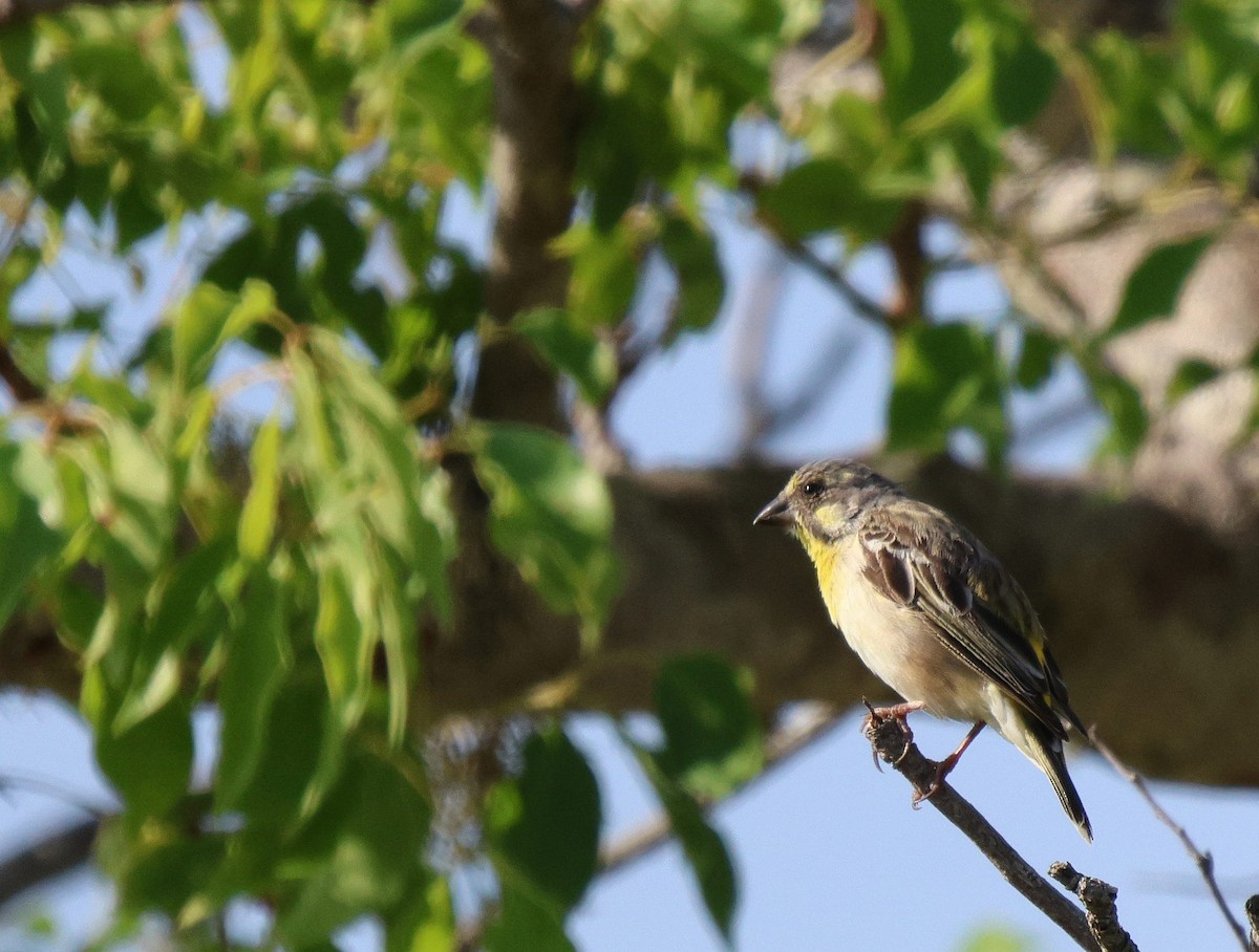 Serin à poitrine citron - ML619935067