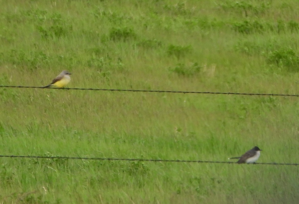 Western Kingbird - ML619935070