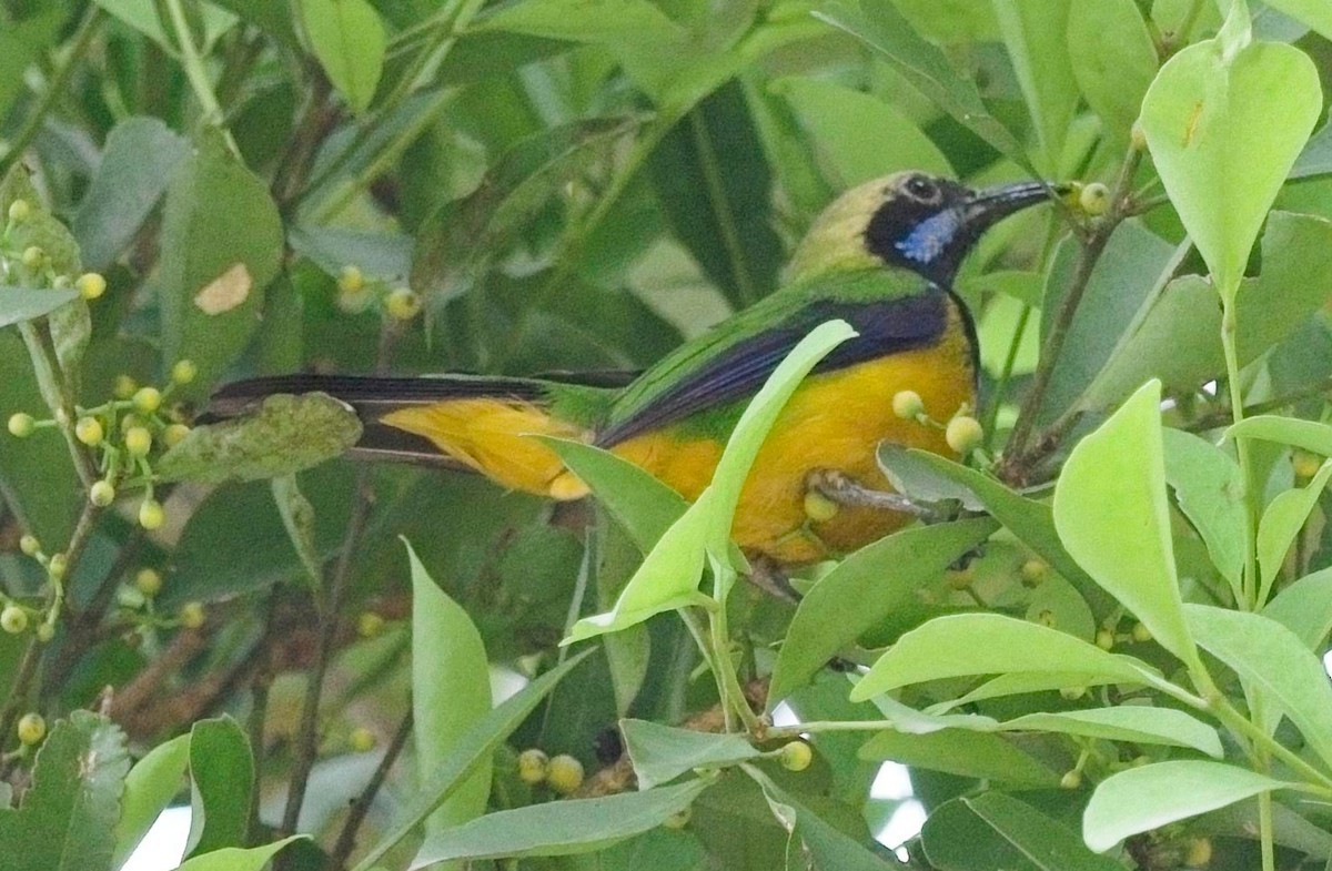 Orange-bellied Leafbird - ML619935071