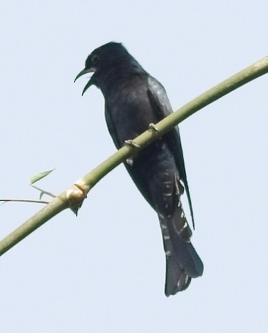 Square-tailed Drongo-Cuckoo - ML619935078