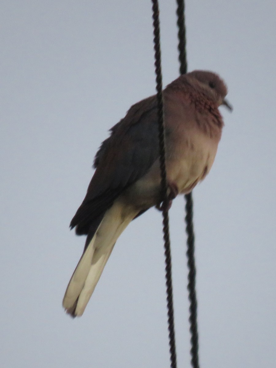 Laughing Dove - ML619935084