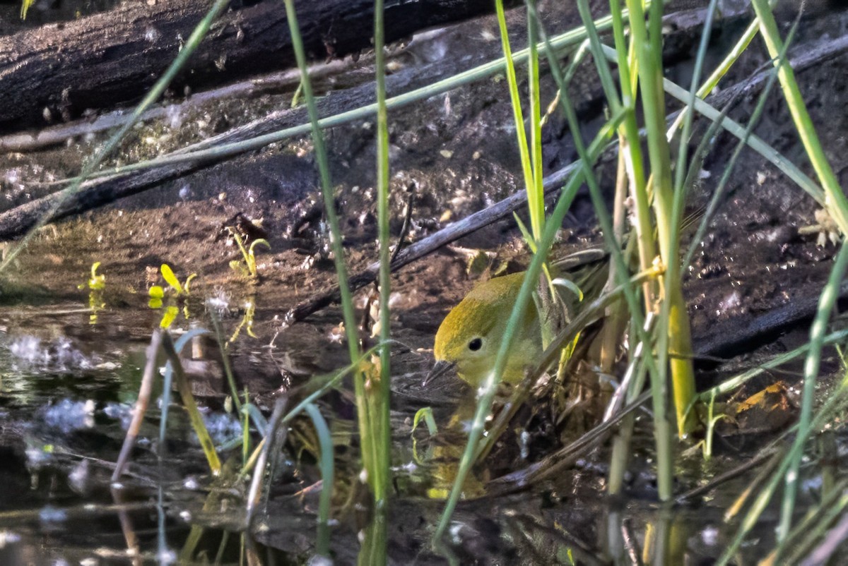 Paruline jaune - ML619935104