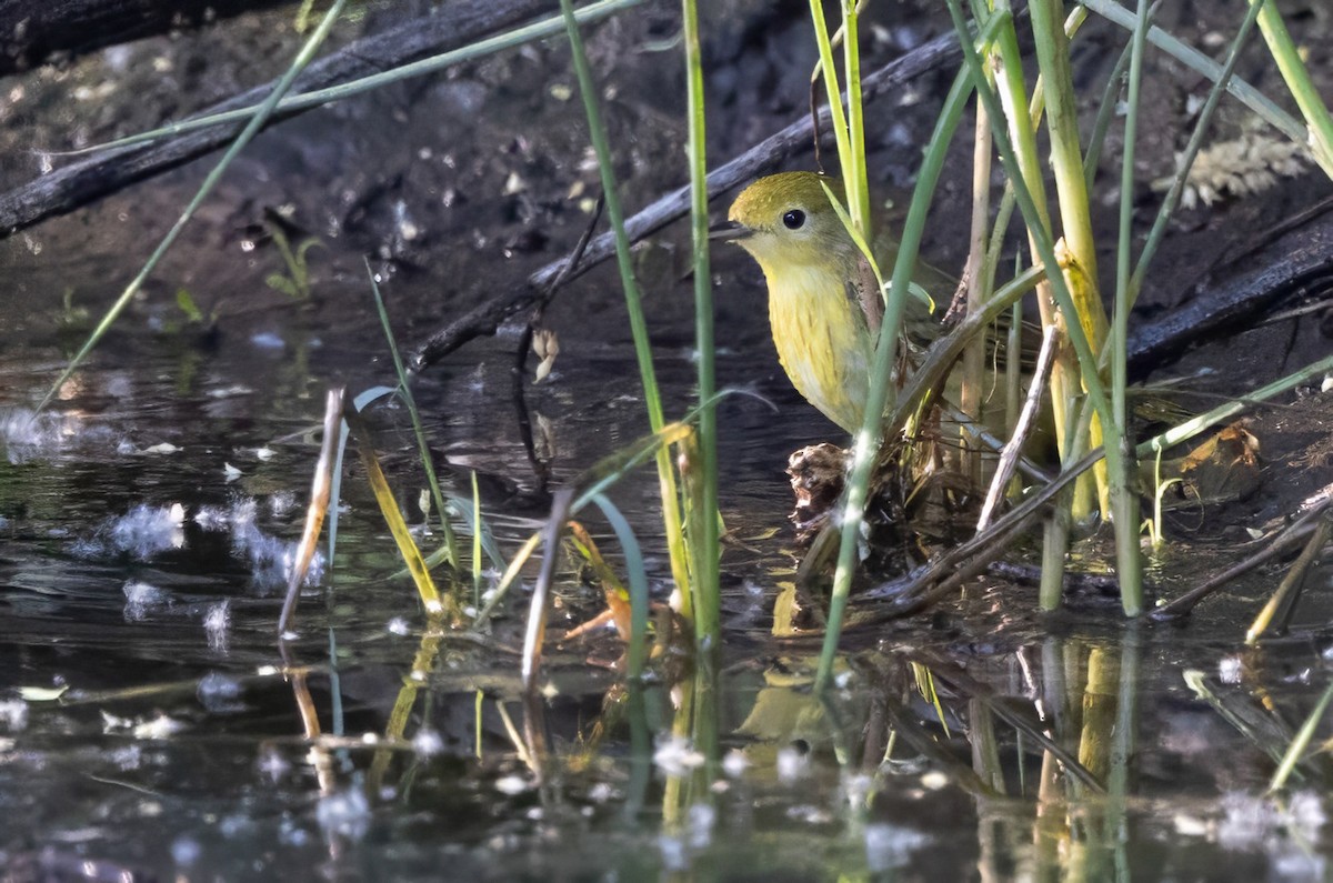 Paruline jaune - ML619935113