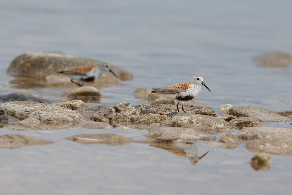 Dunlin - ML619935124