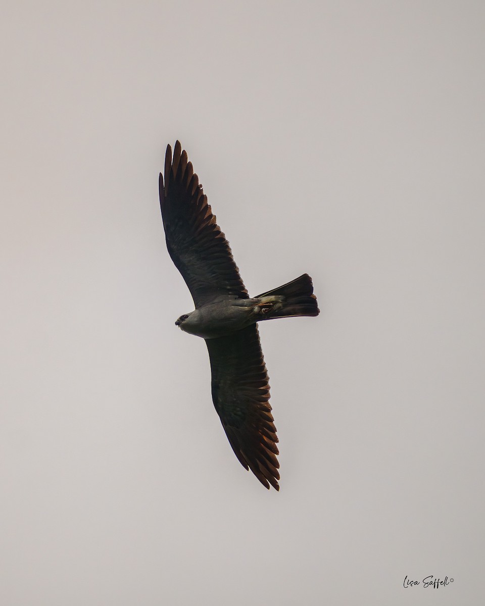 Mississippi Kite - ML619935133