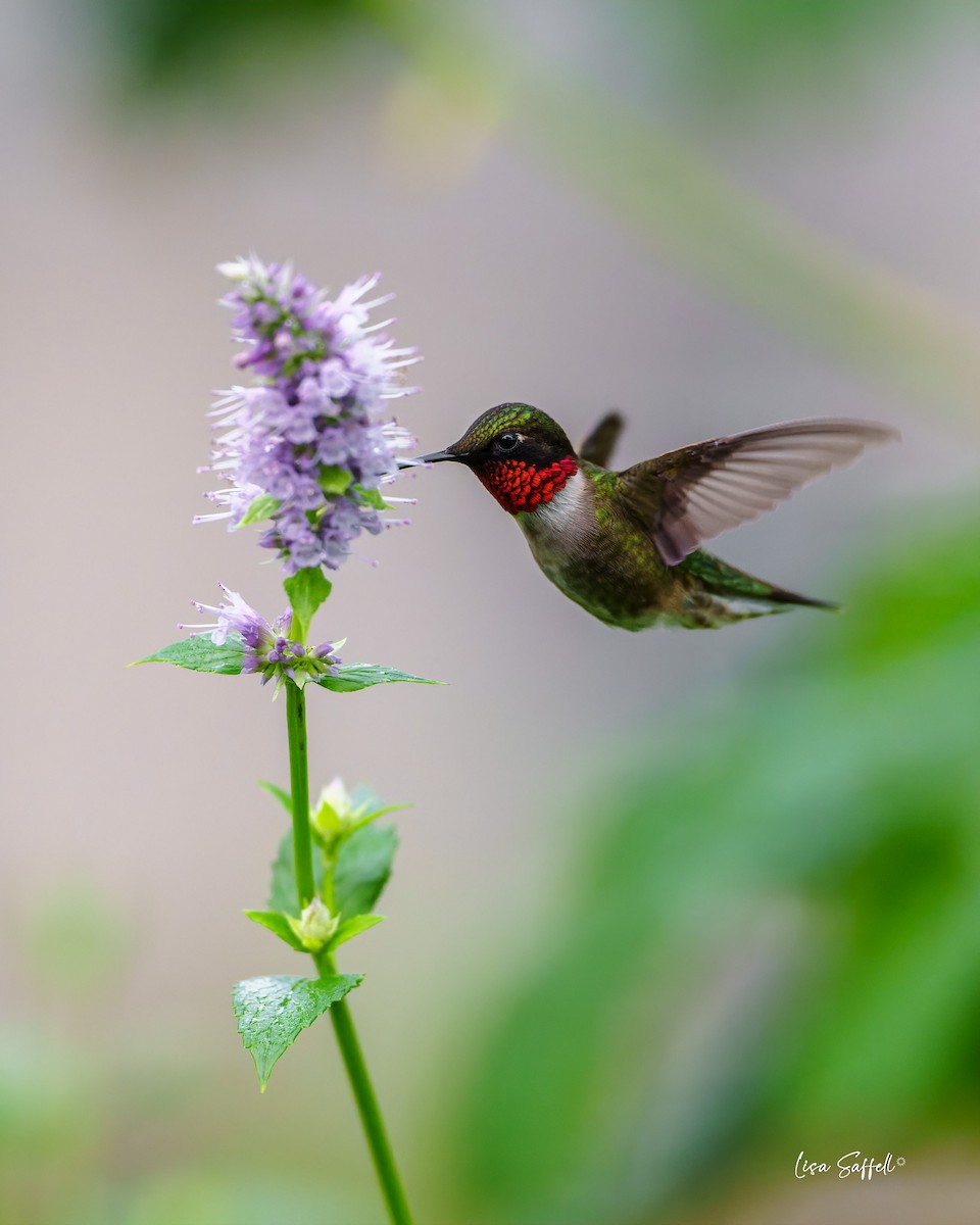 Ruby-throated Hummingbird - ML619935136