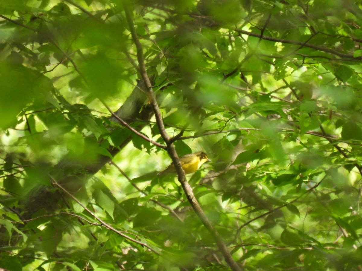Kentucky Warbler - ML619935141