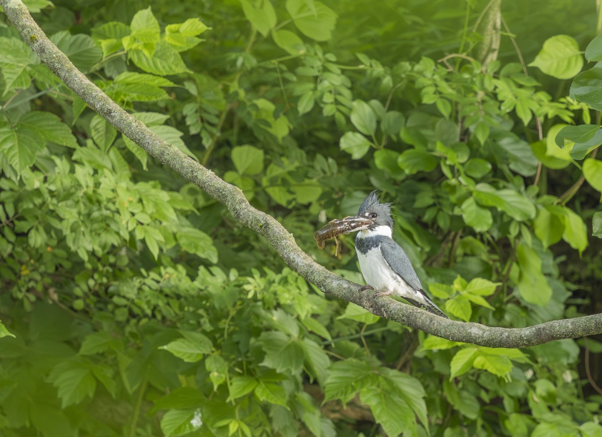 Belted Kingfisher - ML619935146
