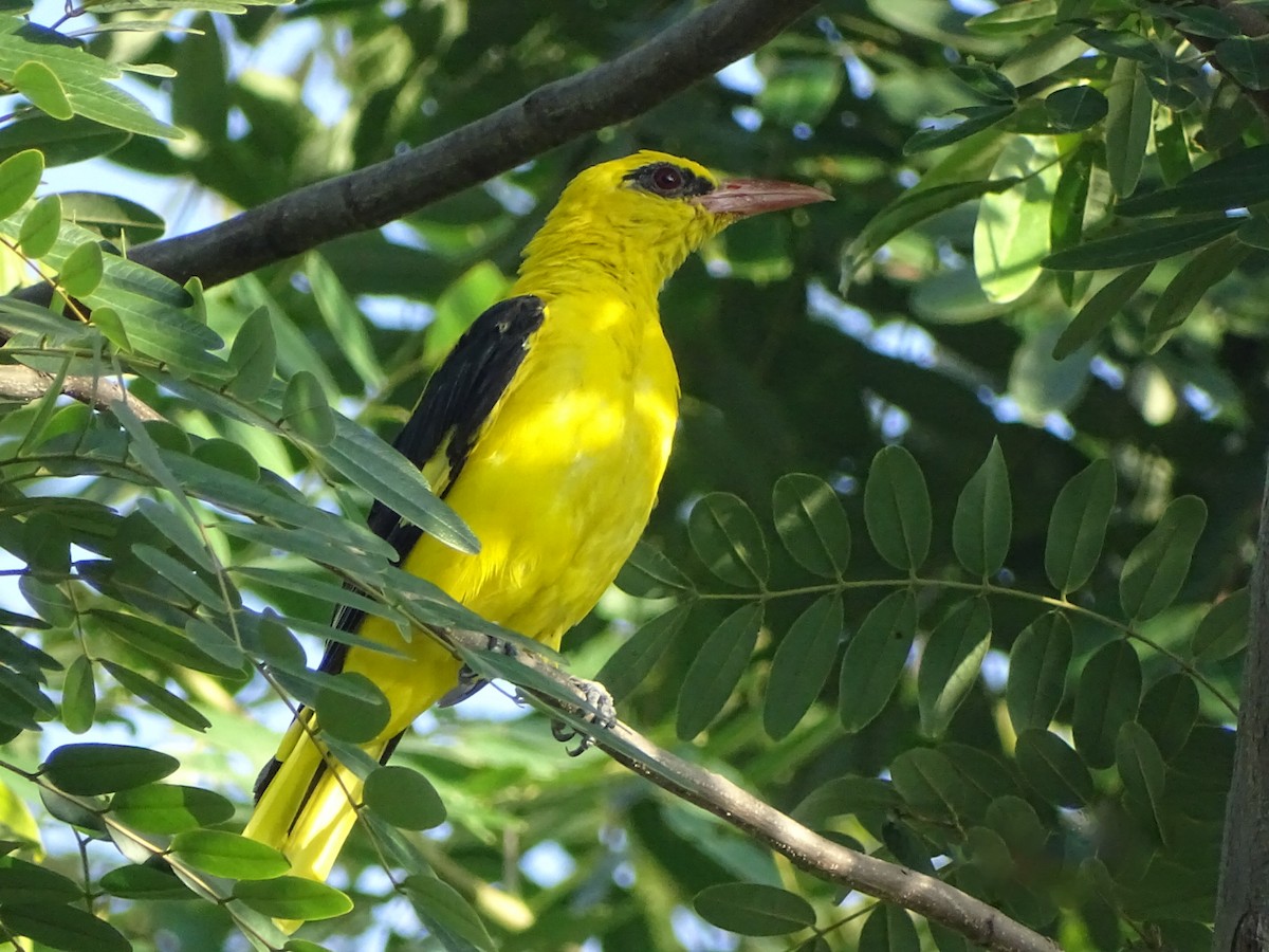 Indian Golden Oriole - ML619935154