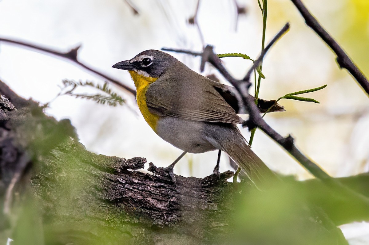 Yellow-breasted Chat - ML619935155