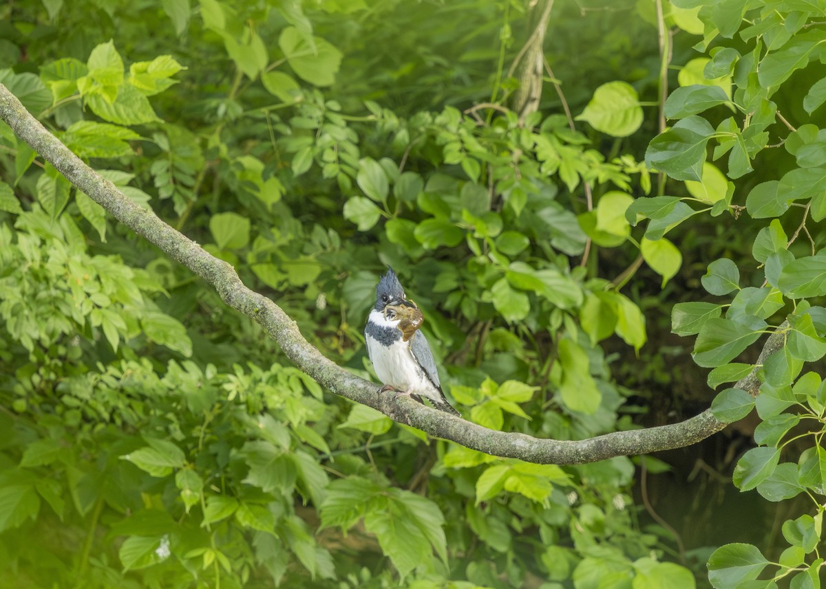 Belted Kingfisher - ML619935166