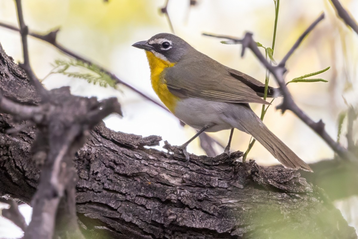 Yellow-breasted Chat - ML619935168