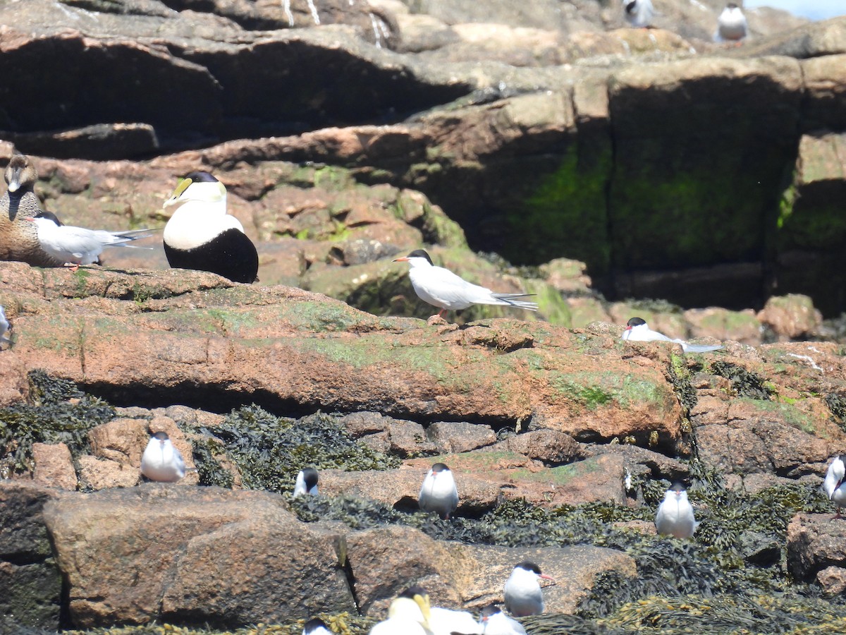 Common Tern - ML619935174