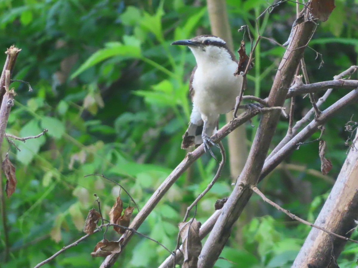 Bicolored Wren - ML619935195